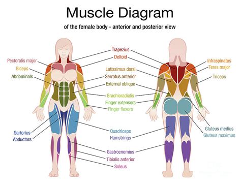 Female Muscular System Full Anatomical Body Diagram With Muscle Scheme Vector Illustration