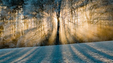Sunbeam Tree Snow Winter Hd Wallpaper