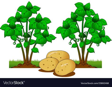 Potatoes On The Field Royalty Free Vector Image Vector Images