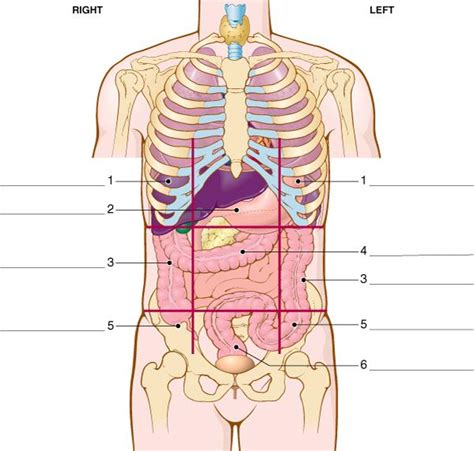 In the centre of your chest there is a strong bone called thumb = short thick finger at the side of the hand. practical 1 - Anatomy And Physiology I with Brown at Norwalk Community College - StudyBlue