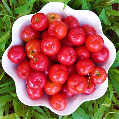 Buy Cherry West Indian Budded Live Fruit Plant Greens Of Kerala