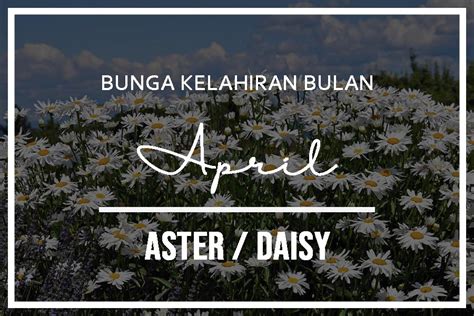 Bunga Kelahiran Bulan April Aster Daisy