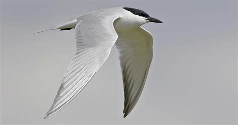 Gull Billed Tern Identification All About Birds Cornell Lab Of