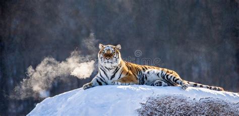 Siberian Tiger Lying On A Snow Covered Hill Portrait Against The