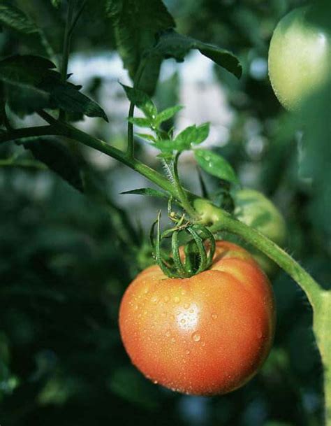 Of tomatoes in pesticides after washing. Tomato Pesticide : All You Need to Know - Awiner