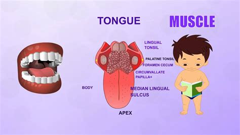 ⬤ what are body parts in english? Muscle | Human Body Parts | Pre School | Animated Videos ...
