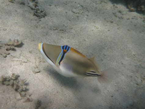 Rhinecanthus Assasi Arabian Picasso Triggerfish Snorkeling Report