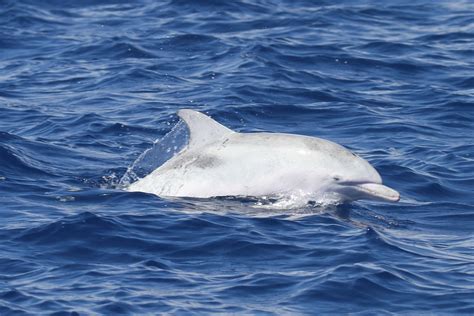 Albino Altlantic Spotted Dolphin Foto And Bild Tiere Wildlife