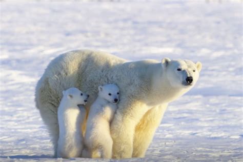 Cute Polar Bear Cubs Hide Behind Mom After Spotting Small Animal