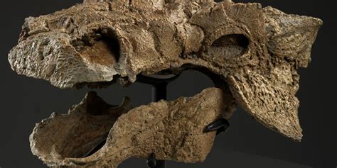 Rare Dinosaur With Preserved Skin And Bone Crushing Tail Found In
