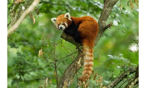 Red Pandas May Be Two Different Species This Raises Some Tough