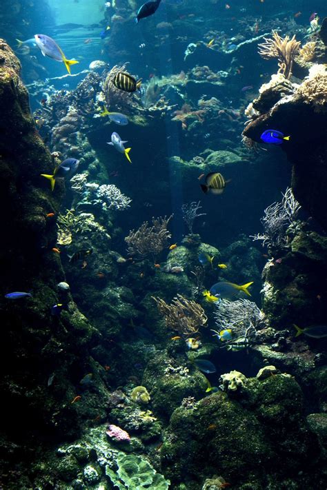 Think Different Ocean Pictures Sea Life Creatures Underwater Life