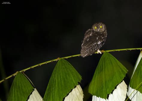 Petit Duc De Nicobar Otus Alius Nicobar Scops Owl