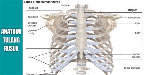 Anatomi Tulang Rusuk Atau Ribs Manusia Anatomi Tutorial