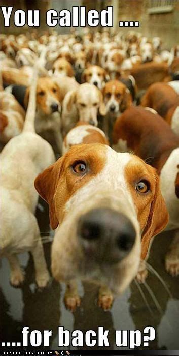 Funny Beagle Meme Beagle Beagles Memes Meme Funny Dog Puppies Puppy