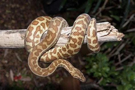Are Childrens Pythons Arboreal