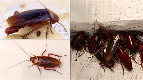 How To Get Rid Of Roaches In Kitchen Cupboards Wow Blog