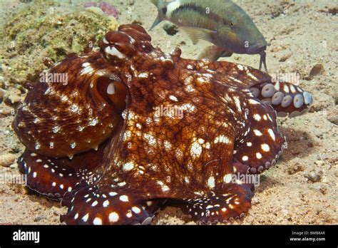 Common Octopus Octopus Vulgaris Stock Photo Alamy