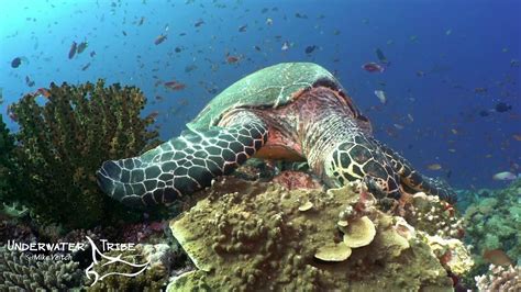 Hawksbill Turtle Eating A Coral Head Youtube