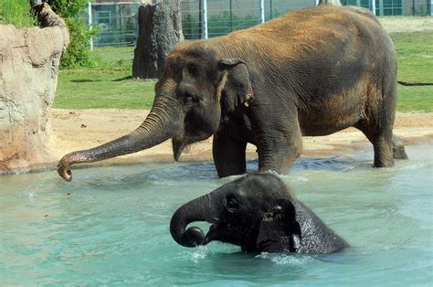 Pregnant Elephant Must Slim Down For New Delivery