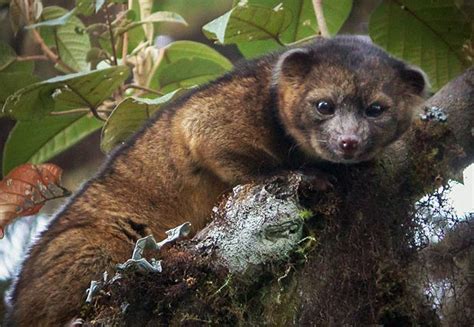 Olinguito In A Treenewest Species In 35 Years Mammals Weird