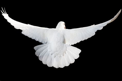 White Dove Isolated Stock Photo Download Image Now Istock