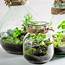 How To Look After Your Terrarium  Better Homes And Gardens