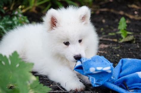 Samoyed Pictures And Informations Dog