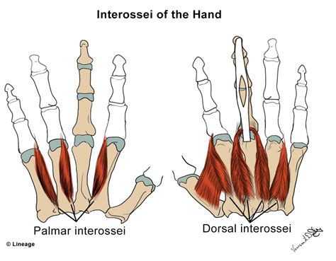 Lumbricals And Interossei Of Hand