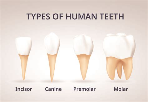 Types Of Human Teeth Aliem