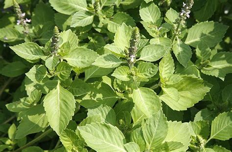 Basil Holy Ocimum Sanctum Ocimum Tenuiflorum Organically Grown