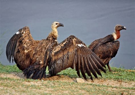 White Rumped Vulture Gyps Bengalensis Vulture Animals