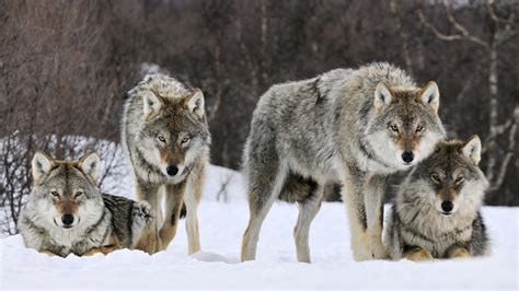 Wallpaper Animals Snow Wildlife Coyote Fauna 1920x1080 Px Vertebrate Saarloos Wolfdog