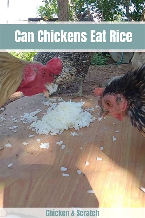 5 Things You Should Know About Chickens And Rice