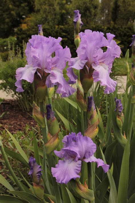 Standard Tall Bearded Iris Longwood Gardens
