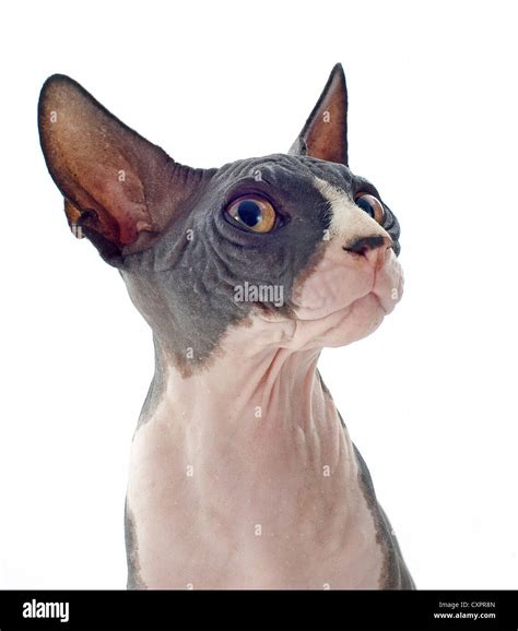 Beautiful Purebred Sphynx Cat In Front Of White Background Stock Photo
