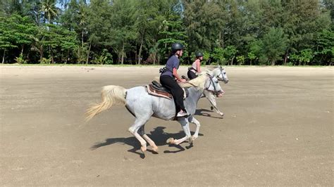 Horseback riding center in ban khao lak, phangnga, thailand. Riding horses in Thailand, Khao Lak - YouTube