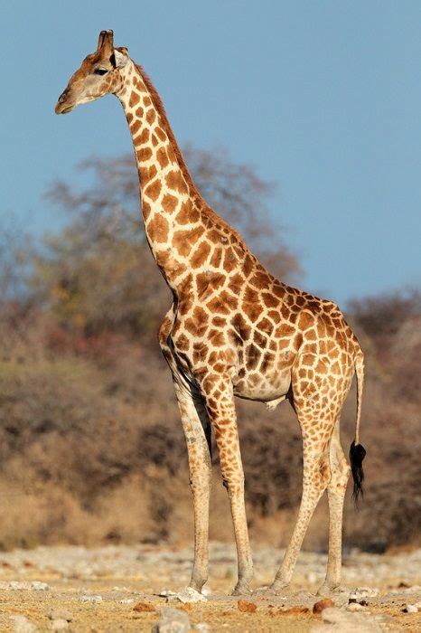 Giraffe Facts And Photos Live Science