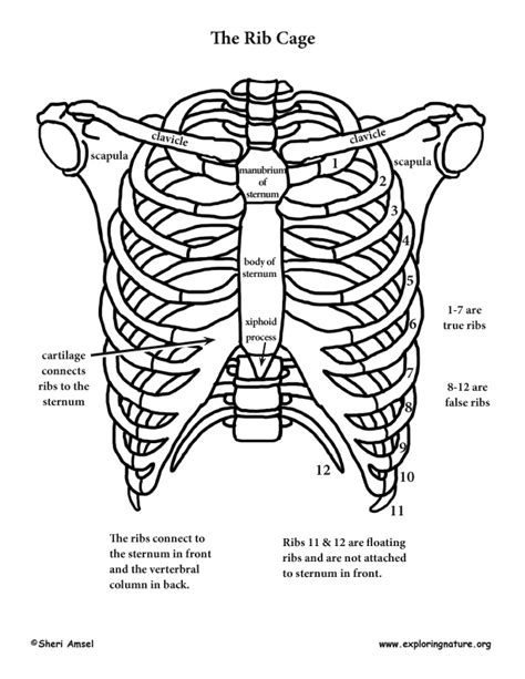 Numbered ribs, sternum, cartilage parts and clavicular. Shoulder, Rib Cage and Upper Limb