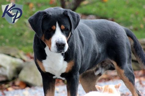 57 Short Haired Bernese Mountain Dog For Sale Pic Bleumoonproductions