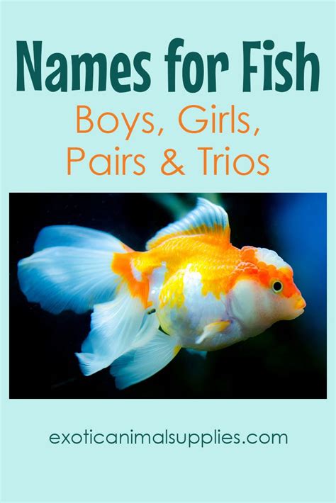 Fish Names For Girls Hutomo
