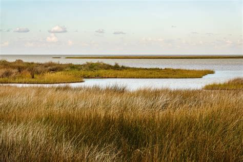 How Salt Marshes Are Preserving Life Along Florida Coast