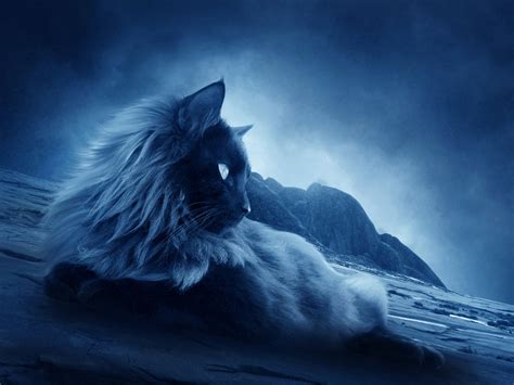 Spooky Cat In The Night Hd Wallpaper ~ The Wallpaper Database