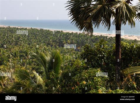Forest Of Coconut Palms At Somatheeram Beach Malabarian Coast South