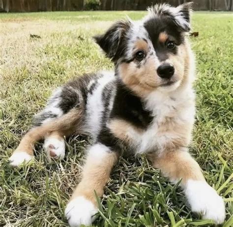 when is a mini aussie full grown size and age fully grown puptraveller