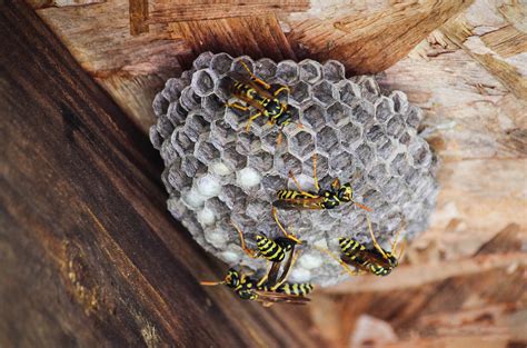 Wasp And Hornet Removal Signs Of Infestation And How To Act Fast
