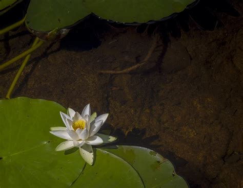 Water Lily Nymphaea Virginalis Plenty Of Water Bugs Too Taken At Bosherston Lily Ponds In South