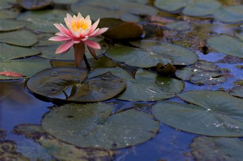 Free Images Water Leaf Flower Petal Pond Reflection Botany
