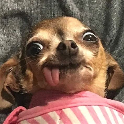 Bruiserchihuahua On Instagram That Look Is Priceless♥️ ️ ️ 📸