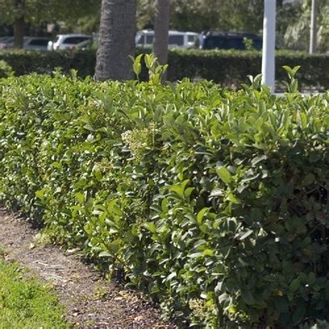 Viburnum Hedge Master Dence Fence Pb65 40 80cm Greenleaf Nurseries